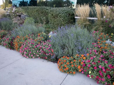 Commercial Landscape Maintenance