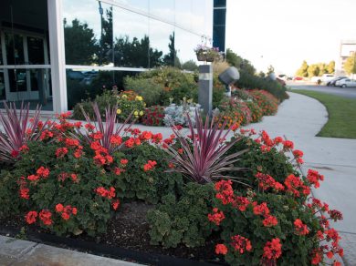 Commercial Landscape Maintenance