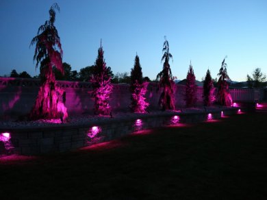 Landscape Lighting South trees