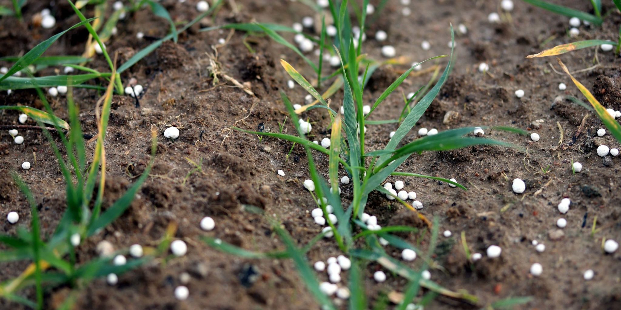 Grass Fertilisers